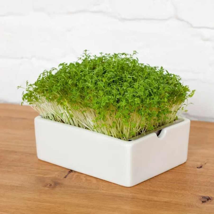 Essen & Trinken Hagen Grote | Microgreens Saatpads Kresse: Frisch-scharfe Klassiker