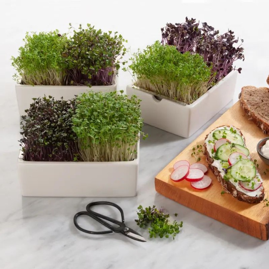 Essen & Trinken Hagen Grote | Microgreens Saatpads Rauke: Herbe Noten vom Mittelmeer