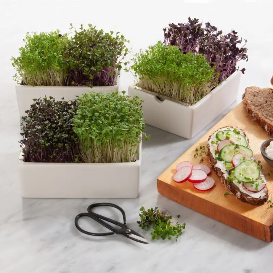 Essen & Trinken Hagen Grote | Low-Carb Bio Microgreens: Ganzjährig gesunde frische Kräuterkost